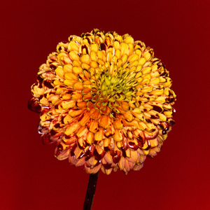 青色大脑cg分享
